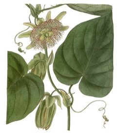 Passiflora ligularis Sweet Grenadilla, Passion Flower